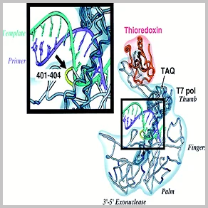 Tag DNA Polymerase Enzyme