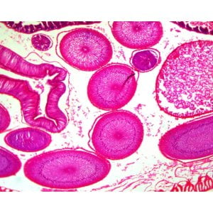 Sample Microscopic Images